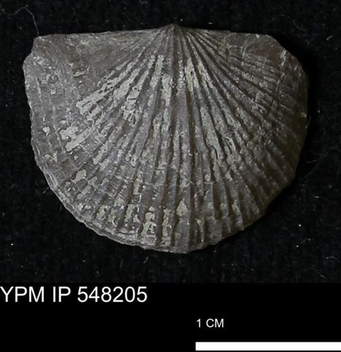 Stropheodonta demissa