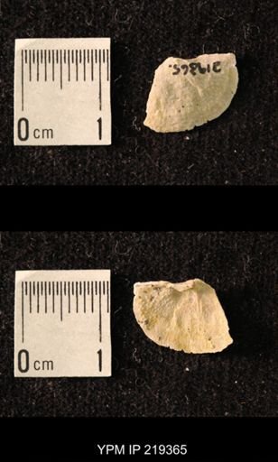 Chonetes granulifer