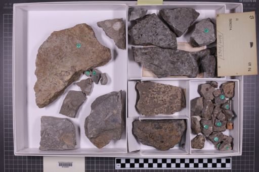mixed taxa, stratigraphic collection