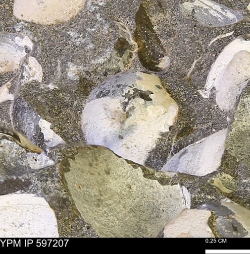 Limopsis striatopunctatus