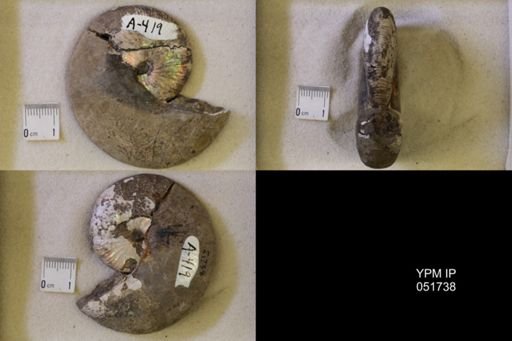 Hoploscaphites nicolletii