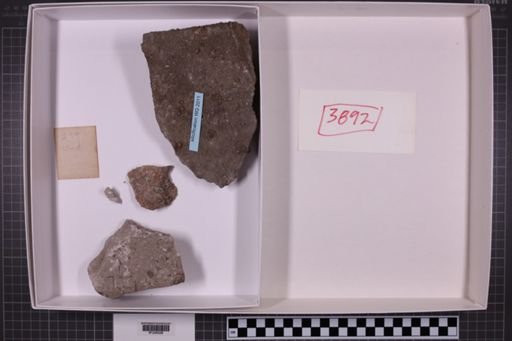 mixed taxa, stratigraphic collection