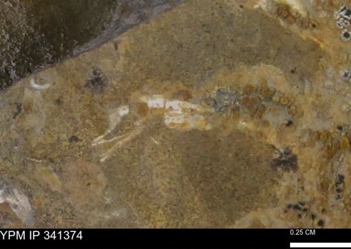 undet. Mollusca