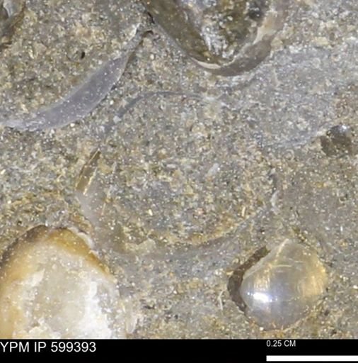 Protocardia subquadrata
