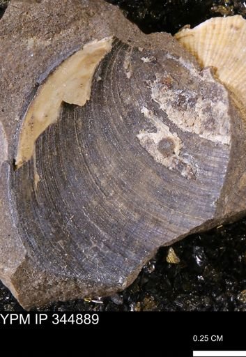 Limopsis striatopunctatus