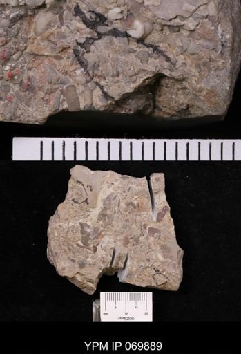 Goniotrypa bilateralis