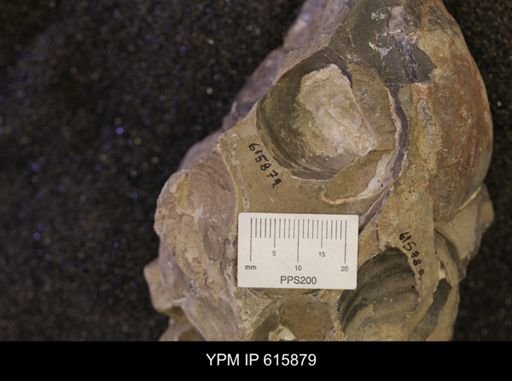 Inoceramus sp.