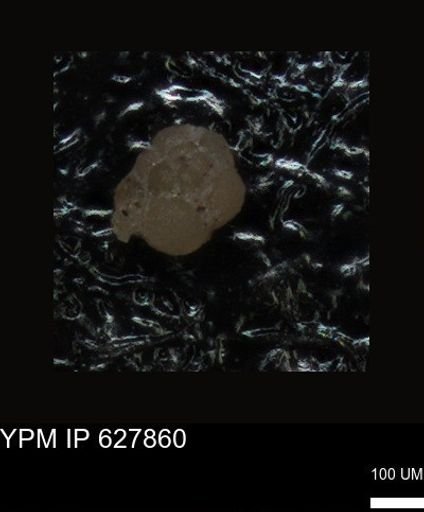 undet. Foraminiferida