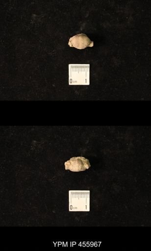 Pharkidonotus sp.