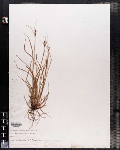 Carex virescens