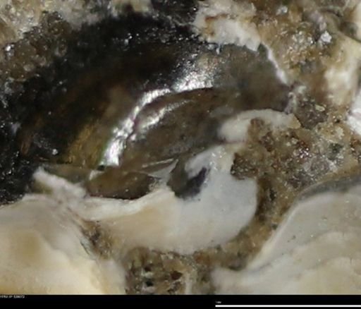 Corbulamella gregaria