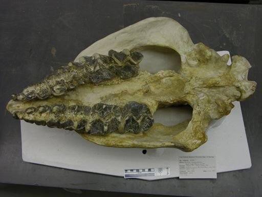 Brontops brachycephalus