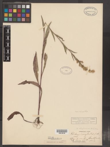 Solidago uliginosa var. linoides
