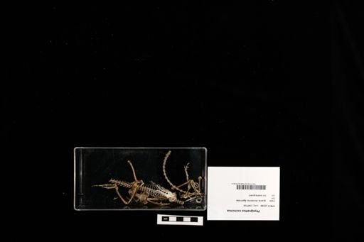 Physignathus cocincinus