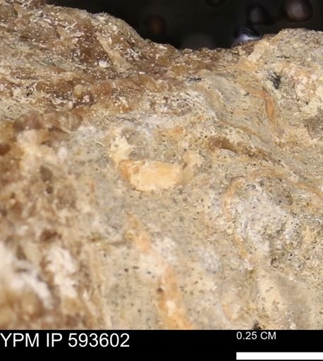 undet. Mollusca