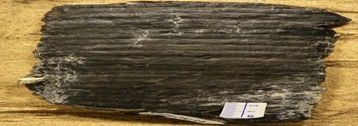 Calamites sp.