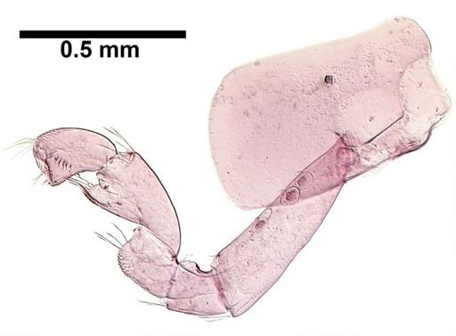 Hyalella cf. azteca