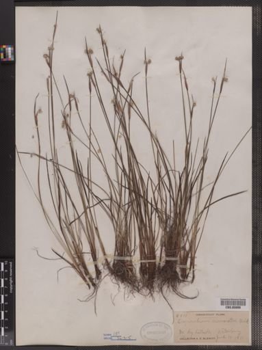 Sisyrinchium mucronatum