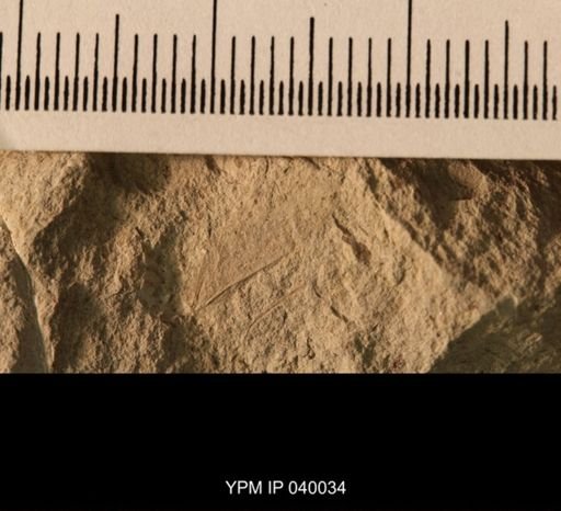 Probnis speciosa