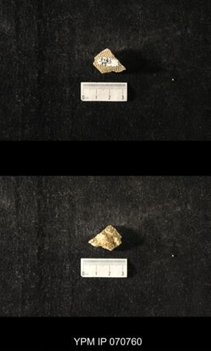 Favosites sp.