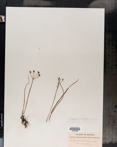 Nothoscordum