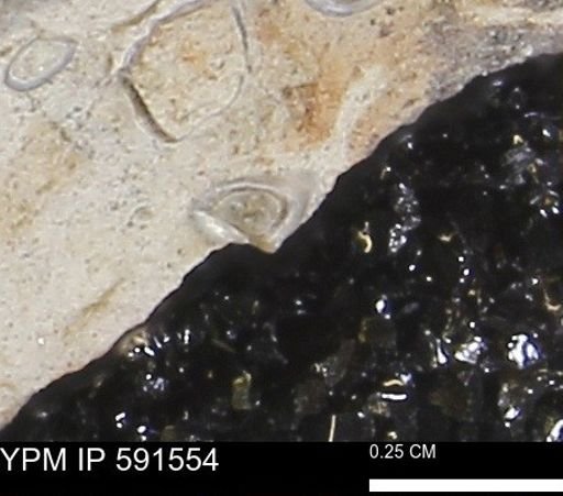 Serpulidae
