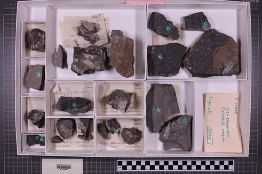 mixed taxa, stratigraphic collection