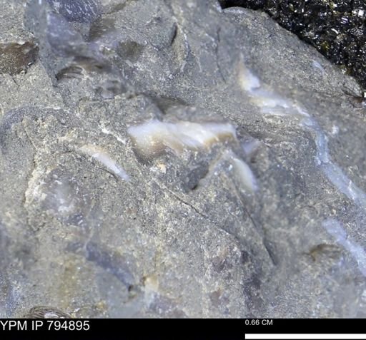 undet. Mollusca