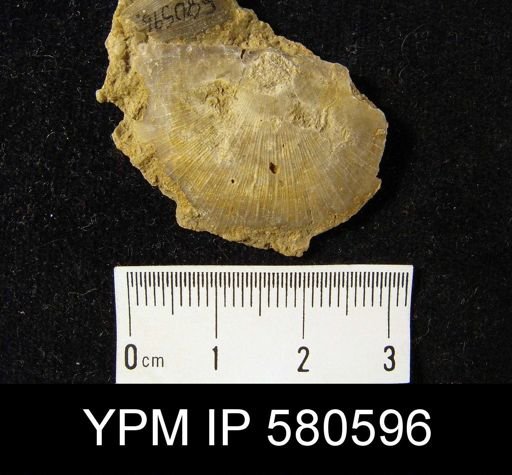 Strophomena sp.