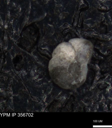 undet. Foraminiferida