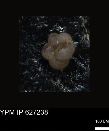undet. Foraminiferida