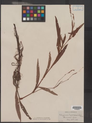Polygonum hydropiperoides