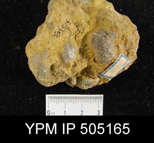Pustula nebrascensis