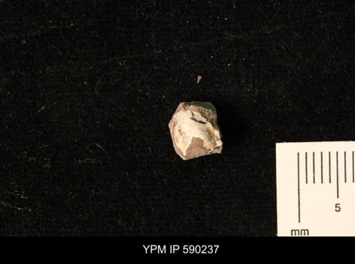 undet. Bivalvia