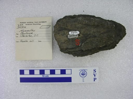 Mammuthus sp.