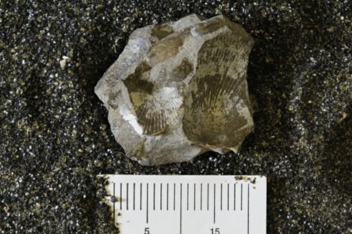 Oxytoma (Hypoxytoma)