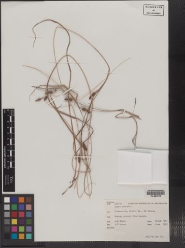 Plantae