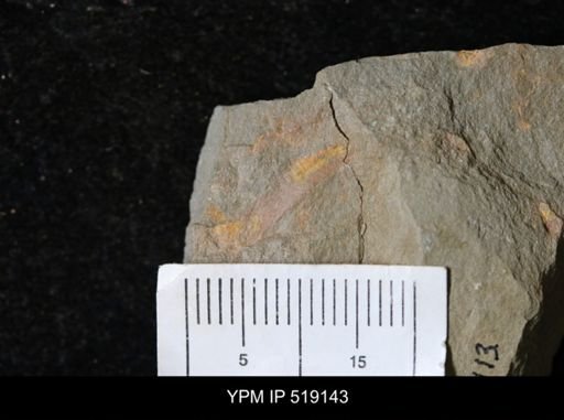 undet. Hyolithida