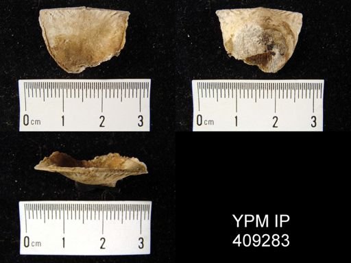 Oepikina sp.