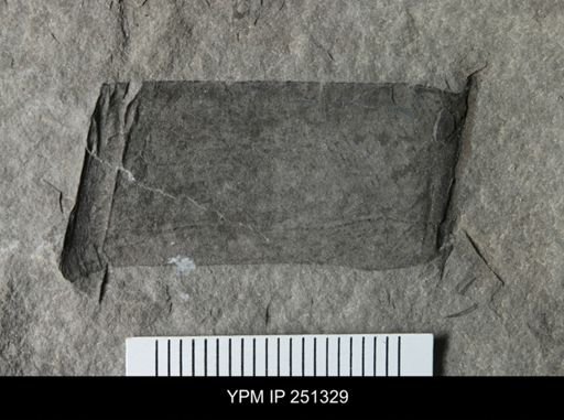 undet. Eurypterida