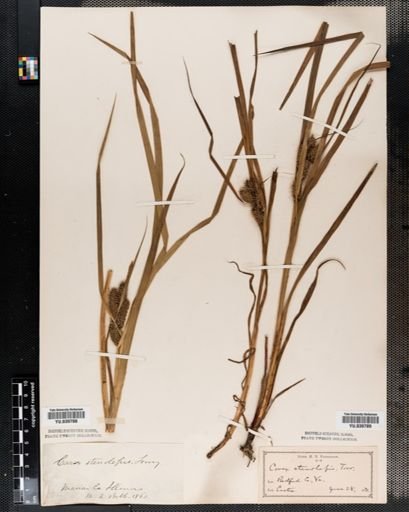 Carex frankii