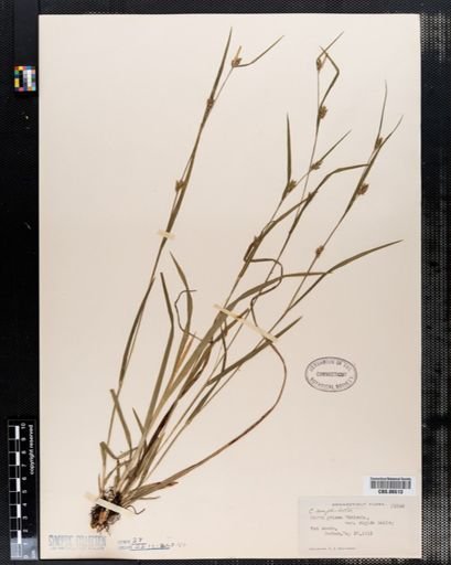 Carex amphibola