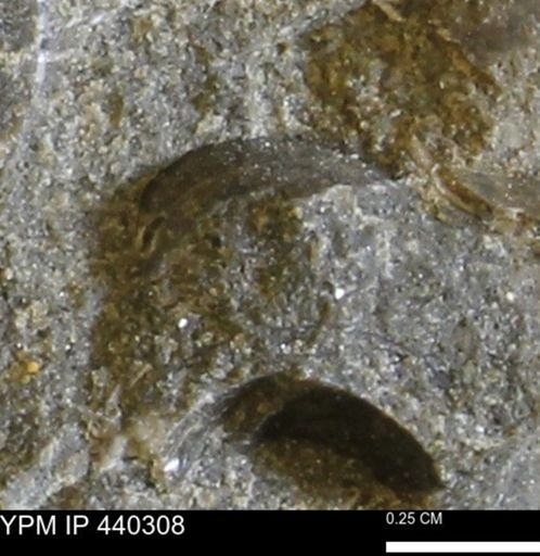 Protocardia subquadrata