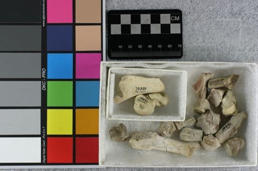 Hyaenodon sp.