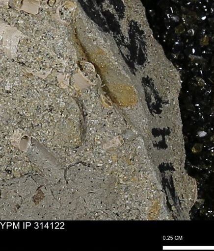 undet. Scaphopoda