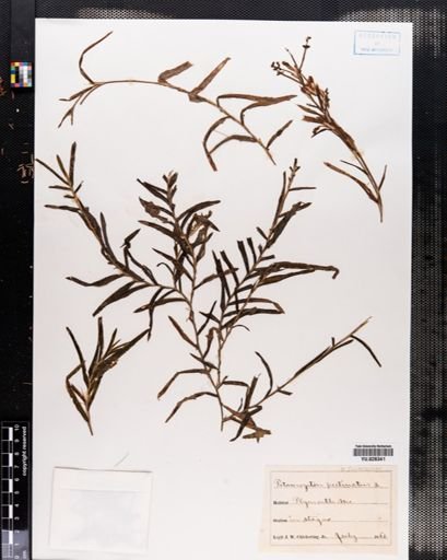 Potamogeton pectinatus