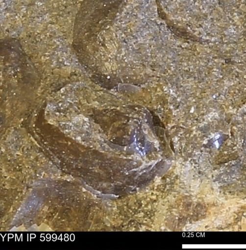 Protocardia subquadrata