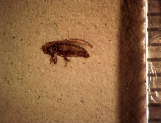 undet. Cryptorhynchinae