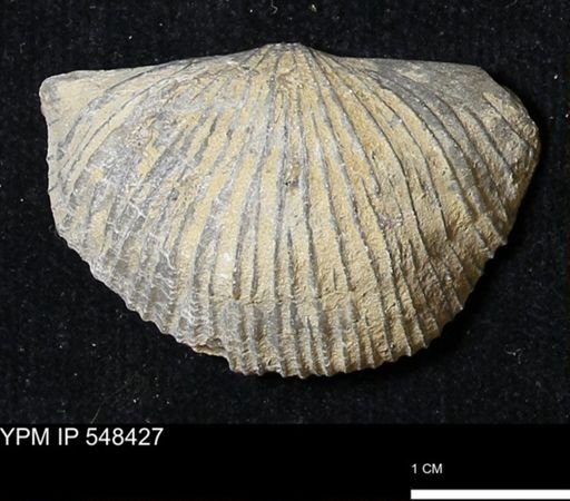 Stropheodonta kemperi