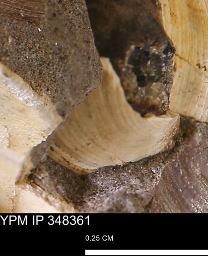 Limopsis striatopunctatus